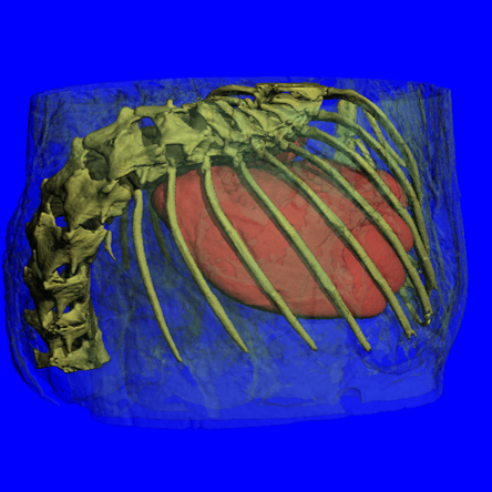 活体小动物扫描3.png