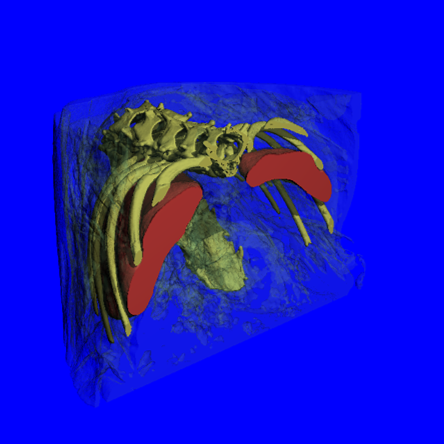 活体小动物扫描1.png