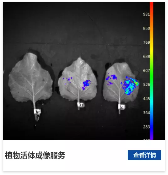 植物活体成像检测