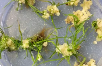 油菜遗传转化