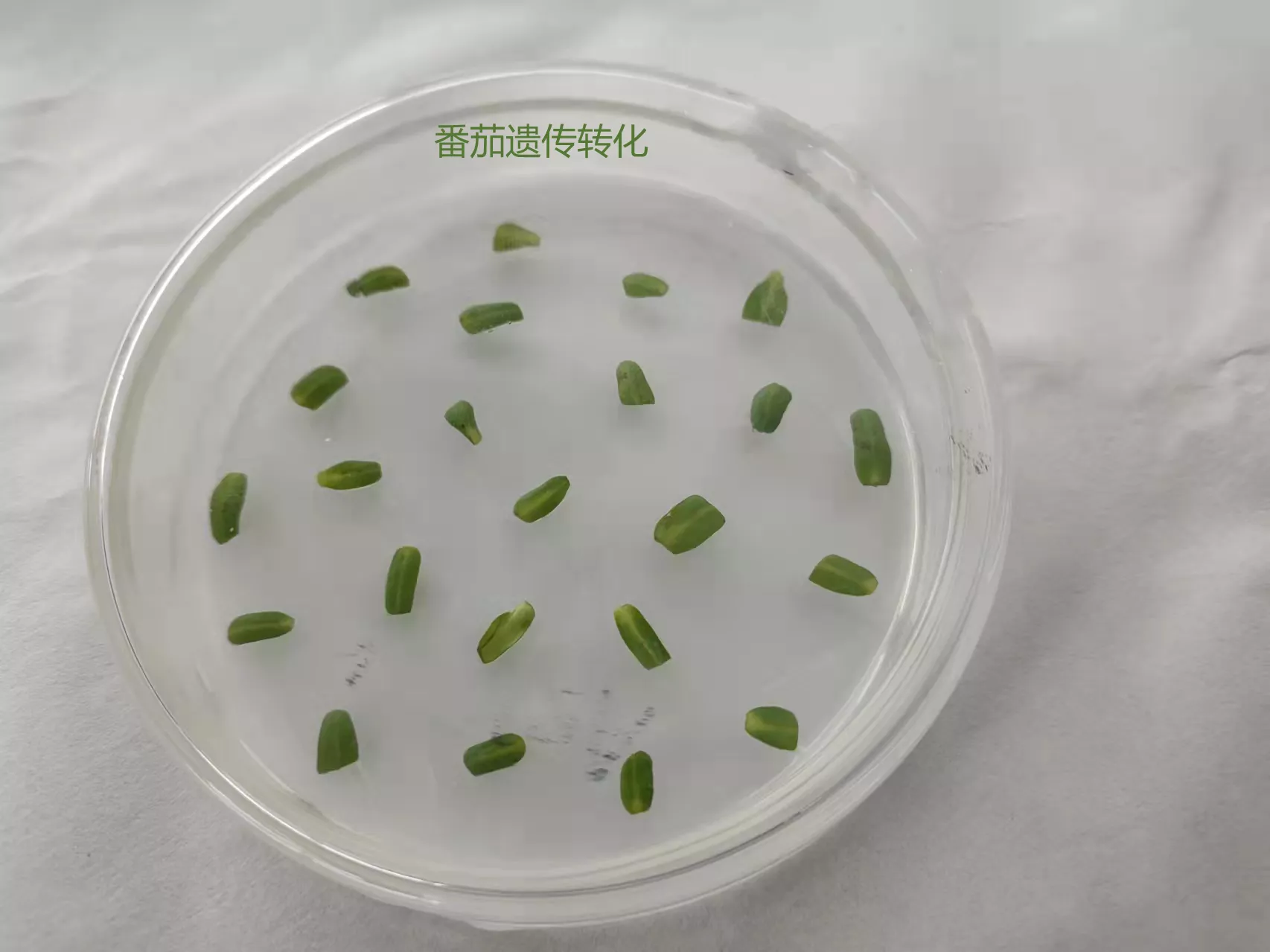 番茄遗传转化